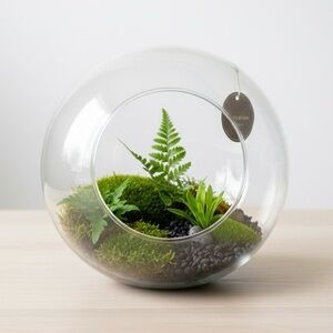 Clear Glass Bubble Terrarium Vase with Off Center Side Opening